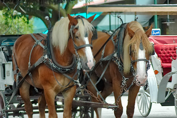 Carriage Horses