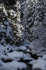Fresh snow in Swiss mountains on fir trees early in the morning