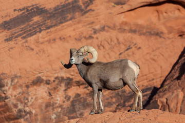 Desert Bighorn Sheep Ram in Red rocks