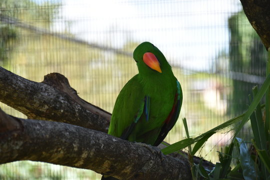 Possing parrot