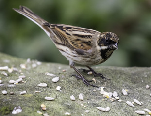 Dunnock