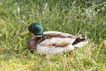 Mallard duck (Anas platyrhynchos) on the ground.