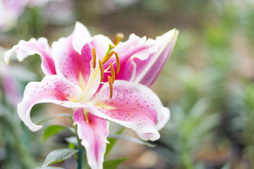 Blossom flowers in Thailand.