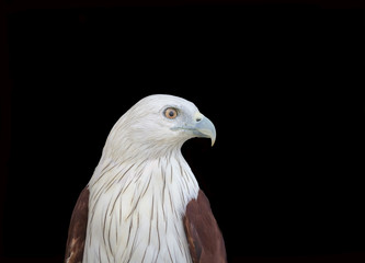Portrait of Brahminy Kite ,Red-backed Sea Eagle