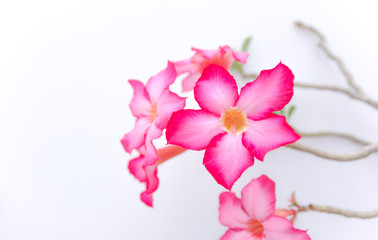 Fototapeta na wymiar Blossom flowers in Thailand.