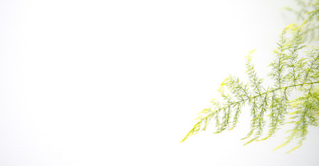 Blossom flowers in Thailand.