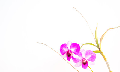 Blossom flowers in Thailand.