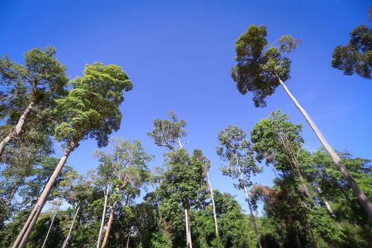 Forest  trees, with a sky background.