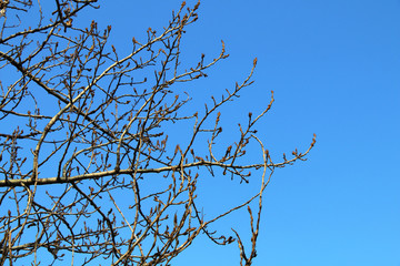 Branches of a tree with blossoming buds in the spring against a blue sky.