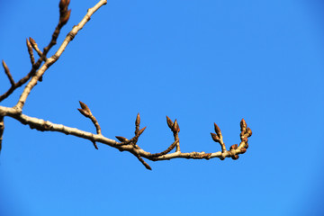 Branch of a tree with blossoming buds in the spring against a blue sky.