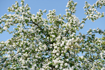 apple blossom in orchard