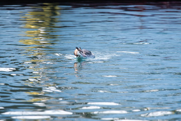野鳥　水鳥　カンムリカイツブリ