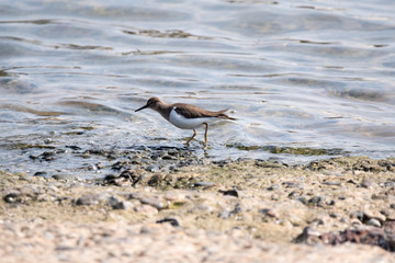 野鳥　ハマシギ
