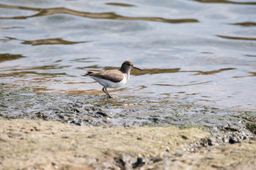 野鳥　ハマシギ