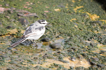 野鳥　ハクセキレイ