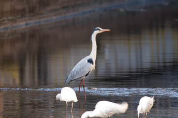 野鳥　アオサギ