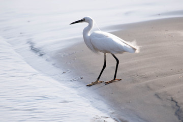 野鳥　白鷺　シラサギ