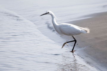 野鳥　白鷺　シラサギ