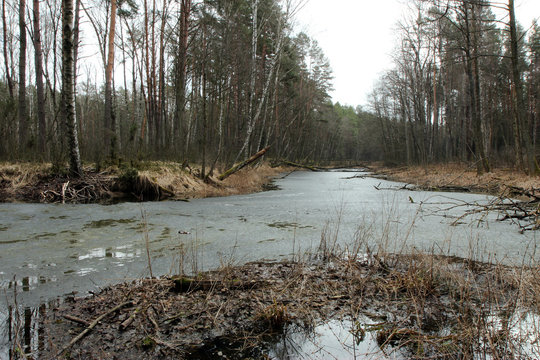 Biebrza National Park 