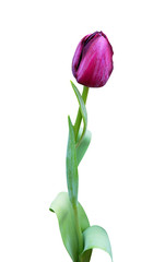 Fototapeta premium Violet tulip isolated on white background.