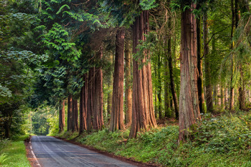 Sequoia wood at lake Vyrnwy in Wales, United Kingdom