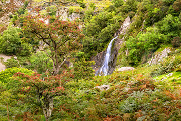 Fototapeta premium Aber Falls in Showdonia National Park