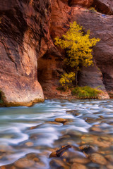 Autumn of the narrows and Virgin River in Zion National Park Zion, usa