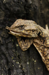 An Agama in the wild