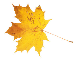 Yellow maple leaf on white background