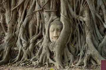 The head of the Buddha is in the tree by the villagers buried.