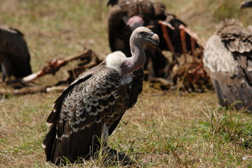 vulture