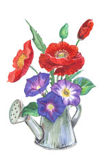 Poppies and bindweed in a watering can, a watercolor drawing.