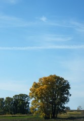 Obraz premium View of a tree