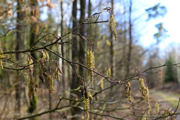 Forest in the spring