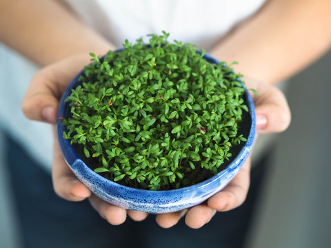 Children's hands hold a blue bowl with watercress. Fresh garden cress