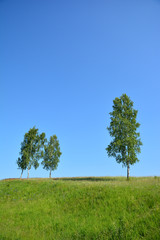Fototapeta na wymiar Three birches in a field