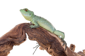 reptile