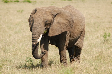 elephant