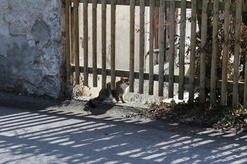 Katze schaut durch Zaun