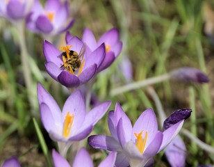 Biene in Krokusblüte in Ruppichteroth