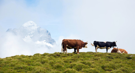 Fascinating landscape with cows in the mountains in the mist of clouds. Swiss Alps, Europe.