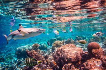 Récif de corail tropical.