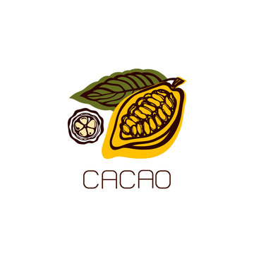 Cocoa fruit with leaves. Label, emblem, logo. Isolated object on white background. Hand drawn. Vector illustration.
