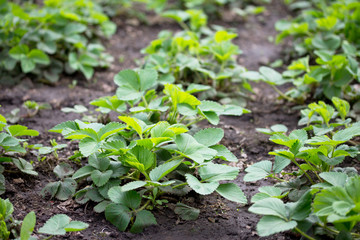 Bushes of garden strawberry outdoors closeup growing in the orchard on chernozem. Selective focus.