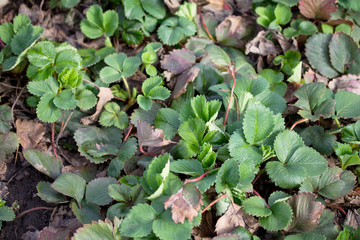 Garden strawberry Bushes of and fallen dry leaves in the open air, close up, growing in the orchard. Selective focus.