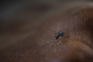 Mosquitio sucking blood