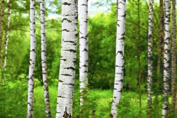  summer in sunny birch forest © janbussan