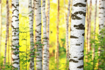 summer in sunny birch forest
