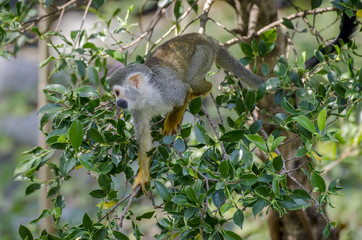 saîmiri sur une branche