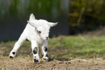 white goat kid standing on straw